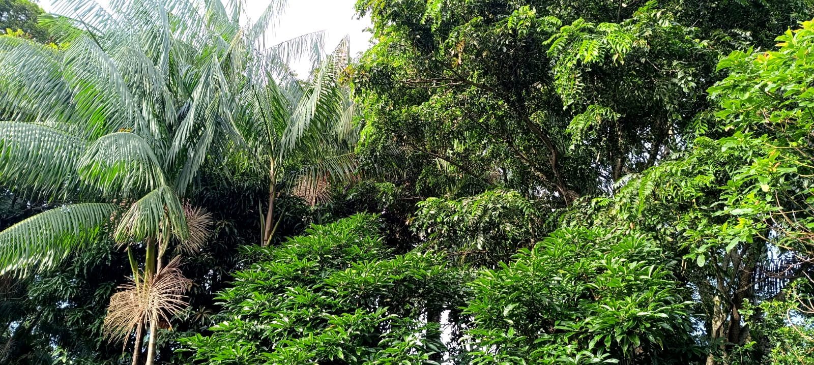 Floresta no fundo do quintal do Núcleo Irmãs da Horta na Rua dos Bacuris